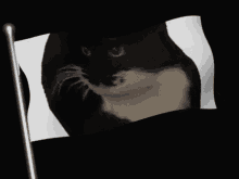 Maxwell Cat GIF