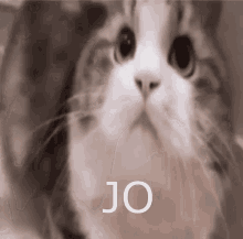 Jo Jo Cat GIF - Jo Jo Cat Yes GIFs