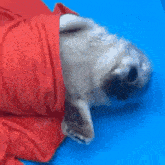 a dog wrapped in a red towel on a blue surface