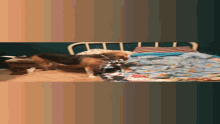 Scarett Dog GIF - Scarett Dog Cute GIFs
