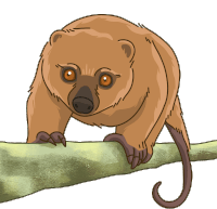 Talaud Bear Cuscus Sticker - Talaud Bear Cuscus Stickers