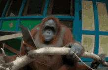 Orangutan Saw GIF - Orangutan Saw GIFs