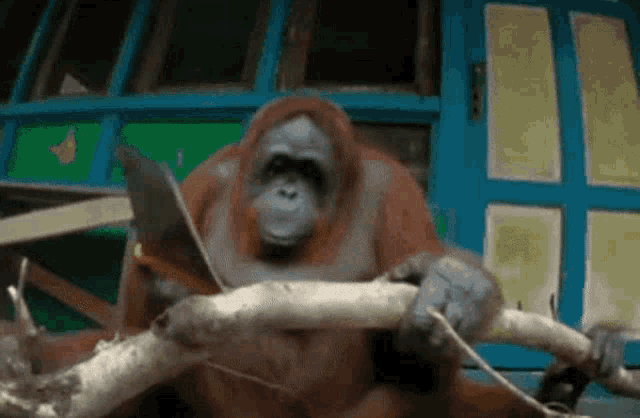 orangutan-saw.gif