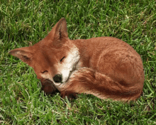 Sleep Well Sleepy Fox GIF