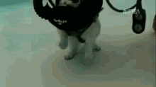 Scuba Cat GIF - Cat Scuba Underwater GIFs