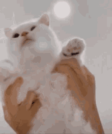 Cat Dance Cat Muppet GIF - Cat Dance Cat Muppet Cat GIFs