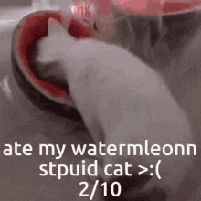 Watermelon Cat GIF - Watermelon Cat Stupid GIFs