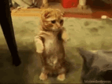 Come Here! GIF - Adorable Cute Cat GIFs