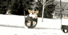 Corgi Dog GIF - Corgi Dog Swing GIFs