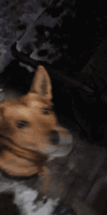 a close up of a dog behind a glass