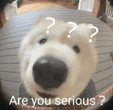 a dog with three question marks on its head is asking if you are serious