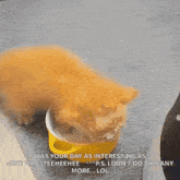 Hollyweencandy Cat GIF
