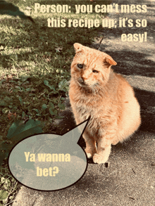 a cat sitting on a sidewalk with a speech bubble that says ya wanna bet