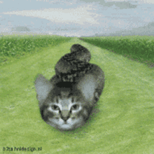 Cat Snake Weird GIF - Cat Snake Weird Animal GIFs