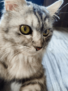 a close up of a cat 's face with a yellow eye