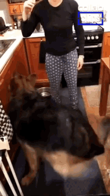 Opening Cabinet Fail Funny Dog GIF