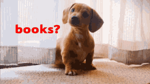 Books Dogs GIF - Books Dogs Puppies GIFs
