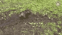 Dog Playing In The Mud Mud GIF - Dog Playing In The Mud Mud Dirty Dog GIFs