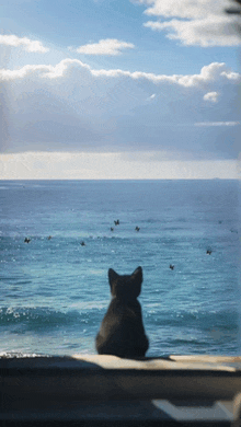 a cat sits on a ledge looking at the ocean