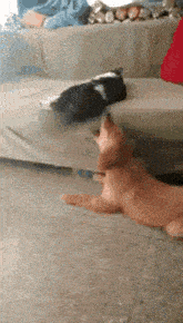 Funny Cat Slaps Dog GIF