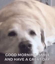 Dog Smile GIF - Dog Smile Happy GIFs