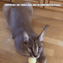 Cat Floppa GIF - Cat Floppa Tennis Ball GIFs