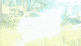 a blue light is coming out of the grass in the woods