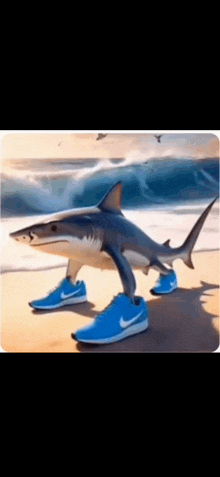 a picture of a shark wearing blue nike shoes