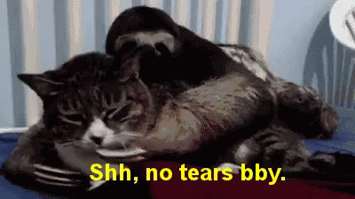Shh, No Tears GIF - Shh Sloth Quiet - Discover & Share GIFs