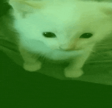 a close up of a white kitten standing on a green background .