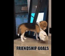 friendship hugs duck and dog friendship goals