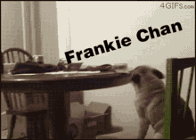 Frankie Chan GIF - Frankie Chan Frankie Chan GIFs