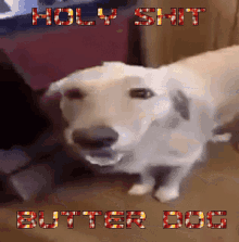 Butter Dog Fuck GIF - Butter Dog Fuck GIFs