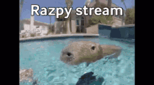 Razpylive Stream GIF - Razpylive Razpy Stream GIFs