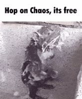 Hop On Chaos Its Free Chaos Steampowered GIF - Hop On Chaos Its Free Chaos Steampowered GIFs