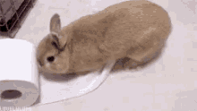 Conejo Tierno GIF - Tierno Ternura Conejo GIFs