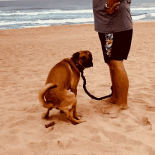 Piccopoopingatbaggies Dog GIF - Piccopoopingatbaggies Dog Beach GIFs