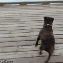Dog Puppy GIF - Dog Puppy Swim GIFs