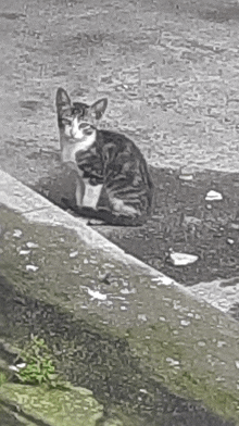 a black and white photo of a cat sitting on a sidewalk next to a puddle .