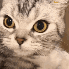 Kedi Cat GIF - Kedi Cat Pickle GIFs