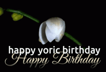Birthday Yoric GIF - Birthday Yoric Yoric Birthday GIFs
