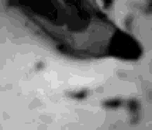 a black and white photo of a bird 's footprints in the snow