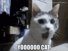 Cat Yo Cat GIF - Cat Yo Cat Yoooo Cat GIFs