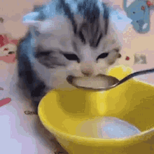 Cat Drinking GIF - Cat Drinking Milk GIFs
