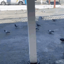Hypno Pigeon GIF