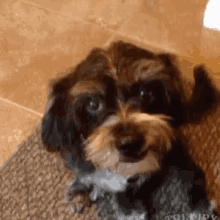 Oops Dogs GIF - Oops Dogs GIFs