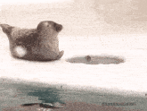 Moya Arare GIF - Moya Arare Ringed Seal GIFs