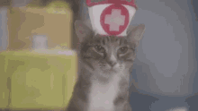 The Key Of Awesome Cat GIF - The Key Of Awesome Cat Nurse GIFs