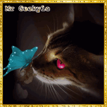 mrgeekyle butterfly cat and butterfly beautiful