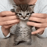 Cate Dance Cat Dance GIF - Cate Dance Cat Dance Meme GIFs
